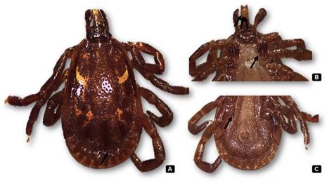 Adult male of Amblyomma ovale Koch, 1844, dorsally and ventrally. A- Brown colored shield with coppery and greenish spots and the presence of a marginal groove indicated by the arrow; B- Hypostomium 3/3 and coxa I with two spines; C- Coxa IV with one spine.