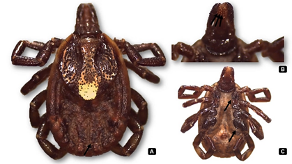 Adult female of Amblyomma ovale Koch, 1844, dorsally and ventrally. A- Brown colored shield with coppery and greenish spots and the presence of a marginal groove indicated by the arrow; B- Hypostomium 3/3; C- Coxa I with two spines and coxa IV with one spine.