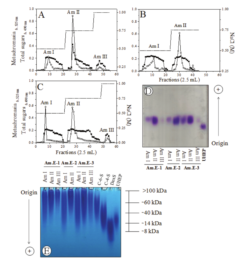 Separation of SPs (Am.E-1 [A], Am.E-2 [B] and Am.E-3
[C]) from the red seaweed Acanthophora muscoides by
DEAE-cellulose. Fractions were collected and checked by metachromasia using
1,9-dimethylmethylene blue (n&frac34;n) and phenol-H2SO4 (&iexcl;&frac34;&iexcl;). NaCl stepwise (-). Agarose [D] and [E] polyacrylamide
gels electrophoreses. Fractions (Am-1, Am-2 and Am-3), chondroitin-6-sulfate (C-6-S,
60 kDa), chondroitin-4-sulfate (C-4-S, 40 kDa), dextran sulfate (DexS, 8 kDa) and
unfractionated heparin (UHEP, 14 kDa) present on gels were stained with 0.1%
toluidine blue.  