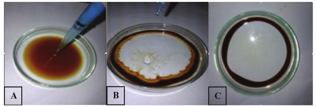 Dispersion of motor oil in water: (A) oil with water (control), (B) oil
with chemical surfactant Triton X and (C) oil with biosurfactant of M. circinelloides.