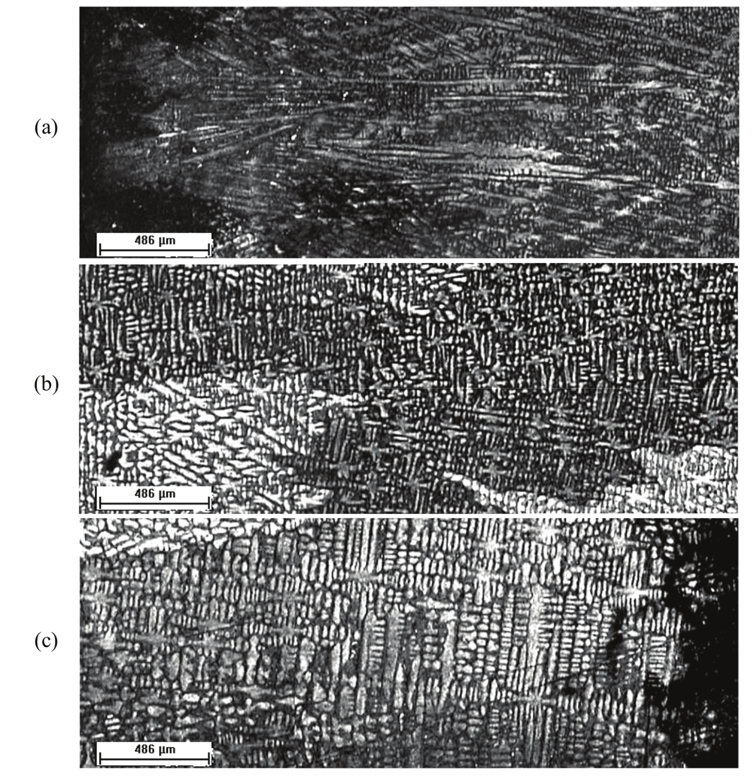  Transversal section microstructures of a Pb-2.5% Sb slab
obtained in the cooled mold without applied
deformation during its solidification, according to the following positions from
the metal/mold interface: (a) up to 3 mm; (b) between 14 and 16 mm; and (c) between
28.5 and 30.5 mm. 25X magnification.