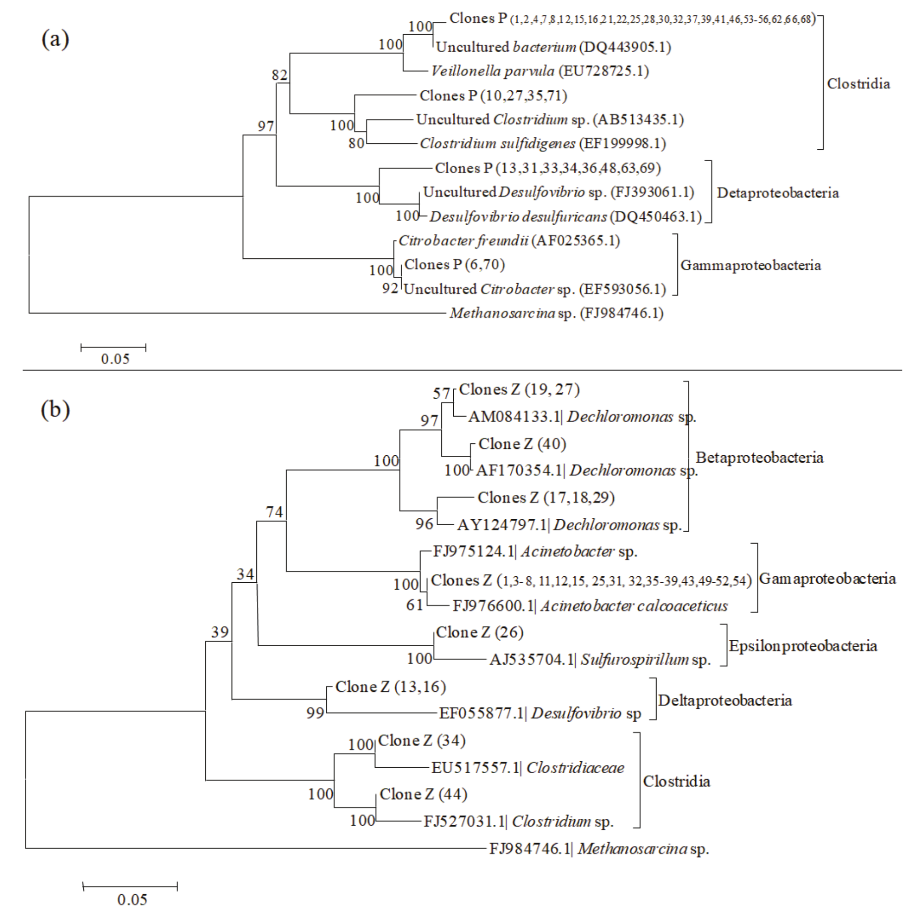 Phylogenetic analysis based on
partial 16S rDNA sequences of clones obtained from samples of the culture media
(a) Postgate C and (b) Zinder. Methanosarcina sp. was used as the Outgroup.