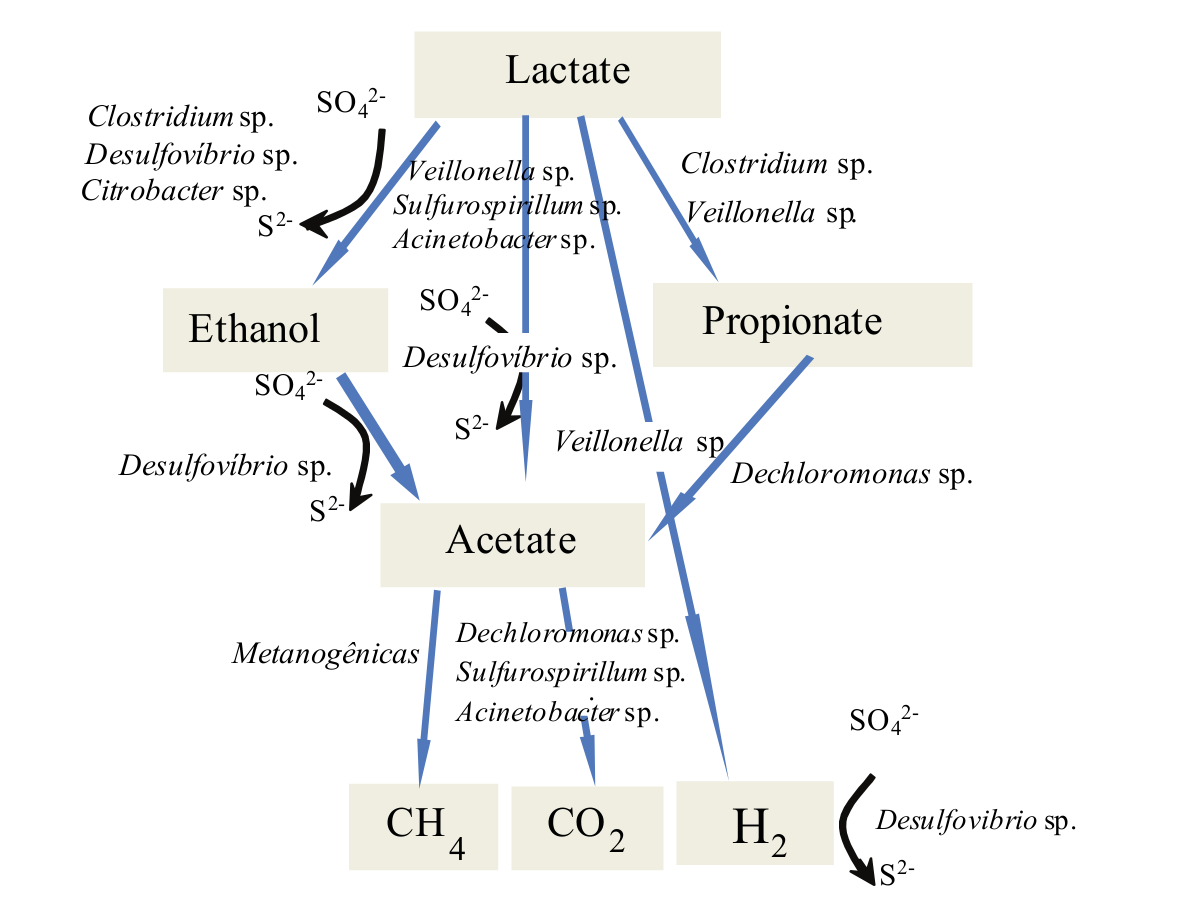 Possible metabolic pathways based on microorganisms identified in the
literature and found in the Postagte C (dilution 10-6) and
Zinder (dilution 10-5) culture media in this study.