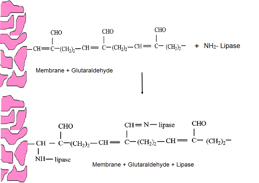Illustration of covalent lipase immobilisation on polyethersulfone (PES) membranes (Gupta et al., 2013 with modifications).