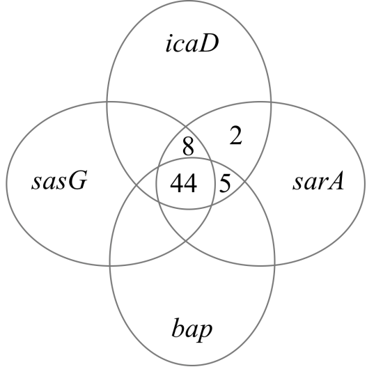 Grouping plot of Staphylococcus aureus strains isolated from cow milk samples (N=59) carrying the genes for biofilm formation (bap, icaD, sasG, and sarA).