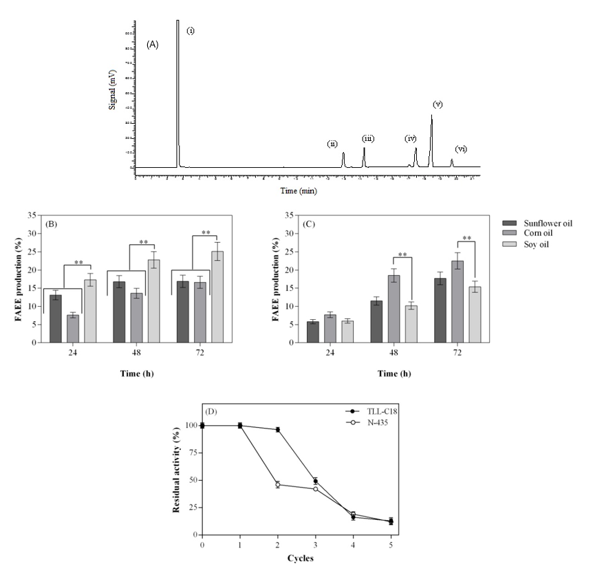 (A) Chromatogram of FAEE production from transesterification of the vegetable oil catalyzed by the C18-TLL derivative: (i): n-hexane; (ii): ethyl palmitate; (iii): ethyl heptadecanoate; (iv): ethyl oleate; (v): ethyl linoleate; (vi): ethyl linolenate. FAEE production course by biotransesterification using (B) TLL-C18 derivative and (C) the commercial immobilized lipase N-435. Two-way Analysis of Variance (ANOVA) was done to determine which vegetable oil is the best one to be converted to ethyl esters by the different lipases, considering p < 0.05. (D) Reuse cycles of TLL-C18 (black circle) and N-435 (white circle) derivatives during the transesterification of soybean oil. The experiments were performed in triplicate, and the error bars indicate the experimental error or uncertainty in a reported measurement.