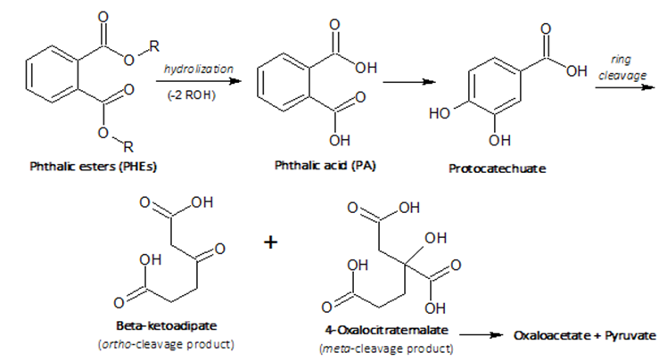 The aerobic metabolic pathways of PHEs and PA (Adapted from Ren et al., 2018).