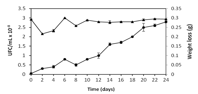 Number of viable cells variation (●) and the loss of mass of the PVC (▲) during the biodegradation tests using bacterium I.