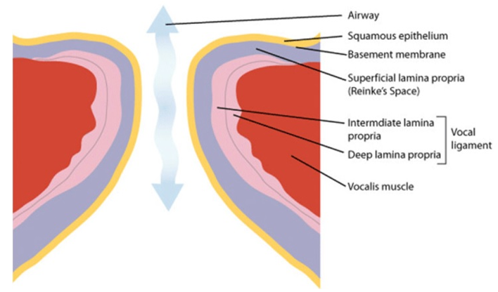 Schematic illustration of the vocal folds layers (Hirano & McCormick, 1986).