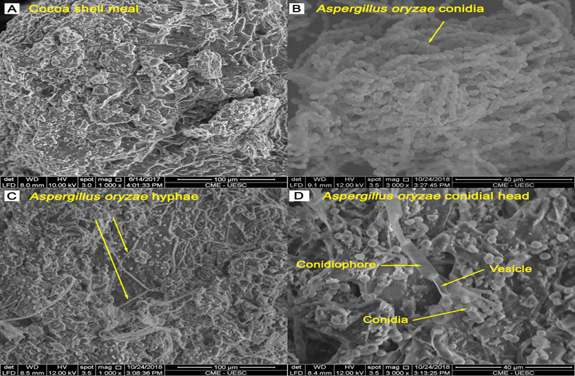 Electromyrographs of the growth of Aspergillus oryzae under the cocoa shell: A) Cocoa shell meal; B) Aspergillus oryzae conidia; C) Aspergillus oryzae hyphae; D) Aspergillus oryzae conidial head.