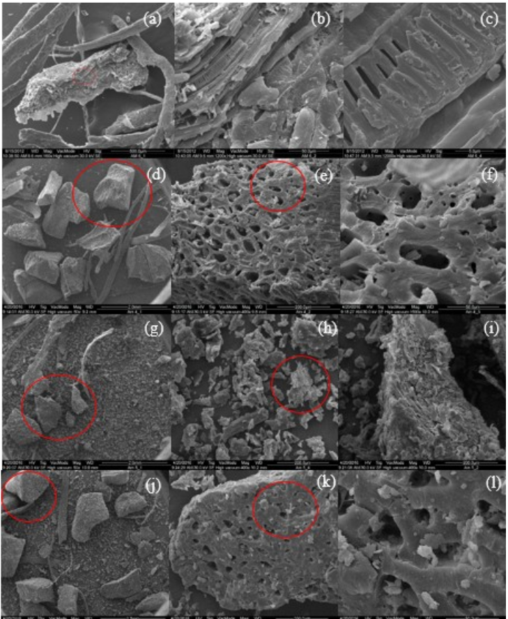 Scanning electron microscopy for fresh E. Oleracea (CA) endocarp under magnification of 160 (a) 1200 (b) and 12000 (c) times, and chemically modified with H2O2 under magnification of 50 (d), 400 (e), 1600 (f) times, modified with H2SO4 under magnification of 50 (g), 400 (h), 400 (i) times, and modified with NaOH under magnification of 50 (j), 400 (k) and 1600 (l) times.