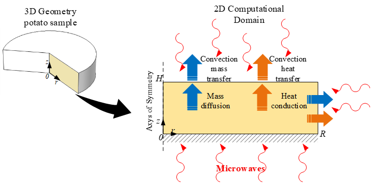 Figure 1. Schematic representation of the sample, calculation domain and transport mechanisms considered for the model.