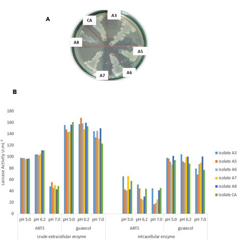 Figure 2. Coloration of the bacterial colonies isolated from termites (whitish to brownish) on nutrient agar medium containing 2 mM of guaiacol (A). Effect of pH on laccase activity of the isolated bacterial strains. Laccase activity was measured as U mL-1 using ABTS and guaiacol as substrates at pH 5.0, 6.2 and 7.0; laccase activity of the crude extracellular and intracellular enzyme (B). All the experiments were carried out in triplicates.