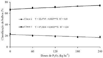 Classifica&ccedil;&atilde;o de bulbos em classes (%) segundo o di&acirc;metro transversal de bulbos de cebola em fun&ccedil;&atilde;o de doses de f&oacute;sforo. Petrolina-PE, 2011.