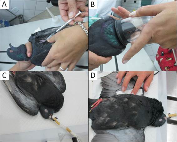 Anesthesia and anesthetic monitoring during osteosynthesis procedure in rock pigeon (Columba livia).