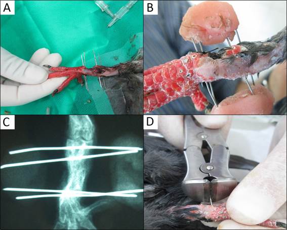 Osteosynthesis of tarsal-metatarsal fracture of the right hind limb in rock pigeon (Columba livia) with external fixation and post-surgical managament.