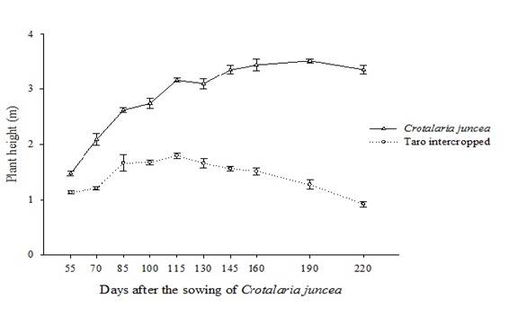 Height of the taro and C. juncea plants recorded during the respective cutting periods of the sunn hemp.