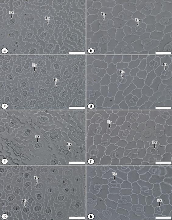 Epidermal imprinting of both leaf surfaces of plants of Talinum triangulare (Jacq.) Willd as a function of different shade levels.