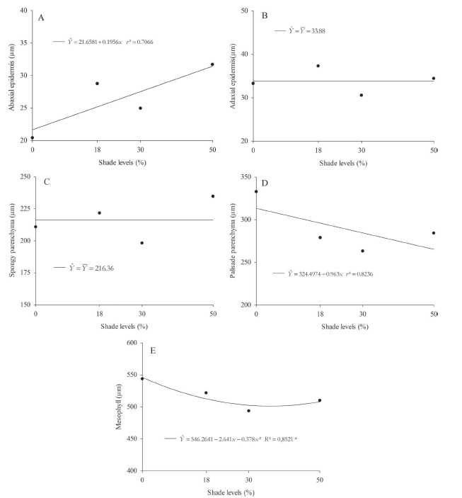 Talinum triangulare abaxial leaf (A) and adaxial leaf (B), epidermis spongy parenchyma (C), palisade parenchyma (D), and mesophyll thickness (E) as a function of shade levels.