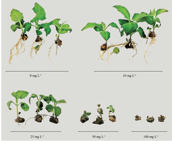 Yacon plantlets grown under different substrate aluminum contents, at 38 days of growth in a controlled environment.