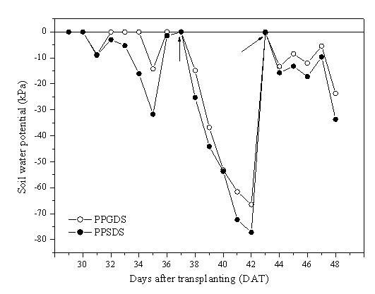 Soil water potential of passion fruit plants cultivation propagated by seed (PPSDS) and propagated by grafting (PPGDS) subjected to drought stress. The control plants propagated by seed and propagated by grafting had soil water potential of 0 kPa throughout the experiment. The arrows represent the beginning of the watering suspension (37 DAT) and the start of re-watering (43 DAT), n = 4.