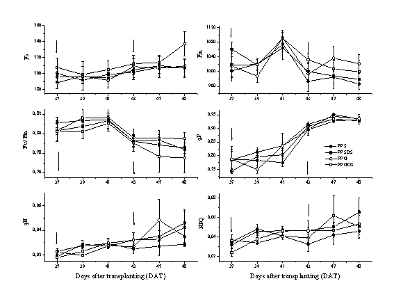 Variables of fluorescence in leaves of seed-propagated and grafted passion fruit plants grown in two water regimes. PPGDS (plants propagated by grafting subjected to drought stress); PPG (plants propagated by grafting grown at field capacity); PPSDS (plants propagated by seed subject to drought stress); PPS (plants propagated by seed grown at field capacity). The arrows represent the beginning of the watering suspension (37 DAT) and the start of re-watering (43 DAT). Vertical bars represent the standard error.