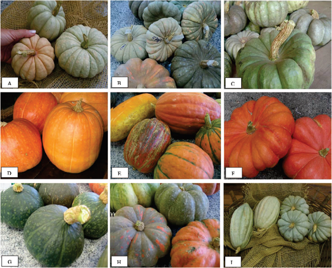 Variabilidade gen&eacute;tica em variedades crioulas de Cucurbita maxima 
 A: C8; 
 B: C79; C: C92; D: C253; E: C269; F: C273; G: C282; H: C288; I: C347. Fotos: Daniela Priori e Rosa L&iacute;a Barbieri.