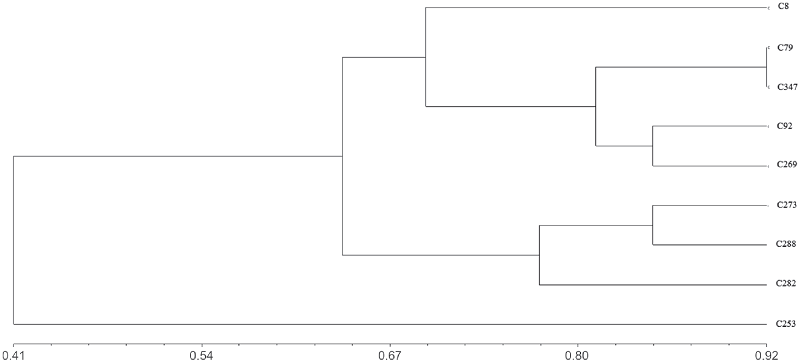 Dendrograma de similaridade gen&eacute;tica entre variedades crioulas de C. maxima, com base em 13 caracteres qualitativos, gerado pelo m&eacute;todo de agrupamento UPGMA, com base no &Iacute;ndice: Sii&rsquo; = (C/C+D), em que C &eacute; total de concord&acirc;ncia de categorias para todas as vari&aacute;veis consideradas e, D, total de discord&acirc;ncia de categoria para todas as vari&aacute;veis consideradas. Valor do coeficiente de correla&ccedil;&atilde;o cofen&eacute;tica (r) = 0,88.