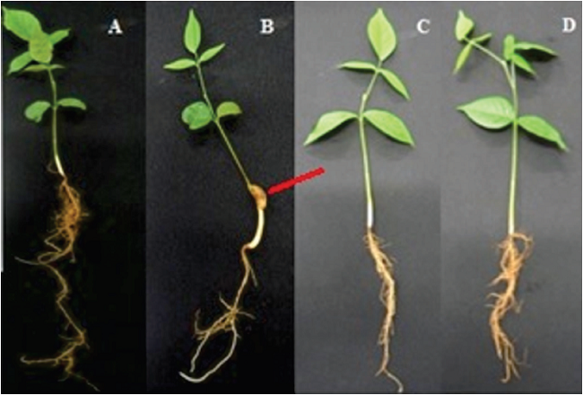 Lonchocarpus cultratus at 30 days after emergence (DAE), under 0% shade and daily irrigation (0% ID), (B) 0% shade and non-daily irrigation (0% NDI), (C) 50% shade mesh and daily irrigation (50% ID), and (D) 80% shade mesh and daily irrigation (80% ID). Arrow indicating persistence of cotyledon.