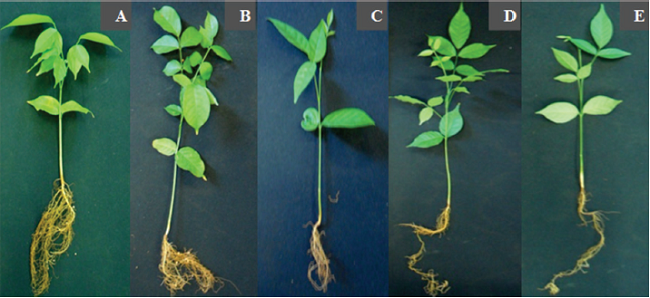 Lonchocarpus cultratus at 90 days after emergence (DAE) under 0% shade and daily irrigation (0% ID), (B) 50% shade mesh and daily irrigation (50% ID) or (C) non-daily irrigation (50% NDI), (D) 80% shade mesh and daily irrigation (80% ID) or (E) non-daily irrigation (80% NDI).