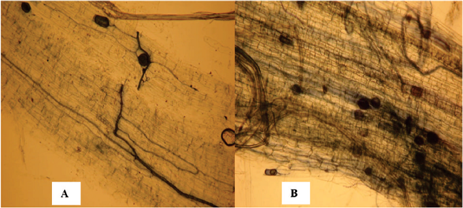 Root cortex of Lonchocarpus cultratus, A and B showing hyphae and vesicles of arbuscular mycorrhizal colonization. 
