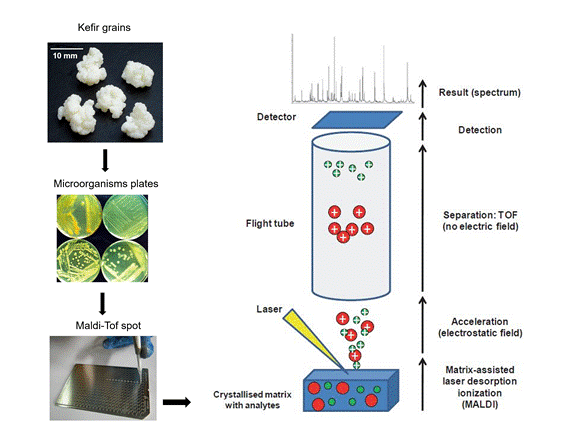 Brazilian kefir micoorganisms analysis methodology in the Maldi-Tof MS biosensor.