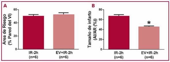 &Aacute;rea de riesgo (Panel A) y tama&ntilde;o del infarto (Panel B) de los grupos con dos horas de reperfusi&oacute;n. AR: &aacute;rea de riesgo. AI: &aacute;rea de infarto. IR: isquemia y reperfusi&oacute;n. EV: estimulaci&oacute;n vagal preisqu&eacute;mica. VI: ventr&iacute;culo izquierdo. (*p < 0,001 vs. IR-2h.)