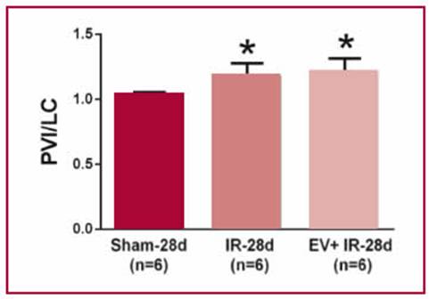 Peso del ventr&iacute;culo izquierdo (PVI) corregido por la longitud de la cola (LC). Se observa un aumento significativo del peso del ventr&iacute;culo izquierdo del grupo IR-28d y EV+IR-28d vs. Sham-28d (*p<0,01).