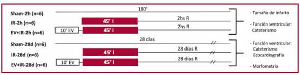 Representaci&oacute;n esquem&aacute;tica de los protocolos experimentales. EV: estimulaci&oacute;n va-gal. I: isquemia. R: reperfusi&oacute;n. d: d&iacute;as. h: horas