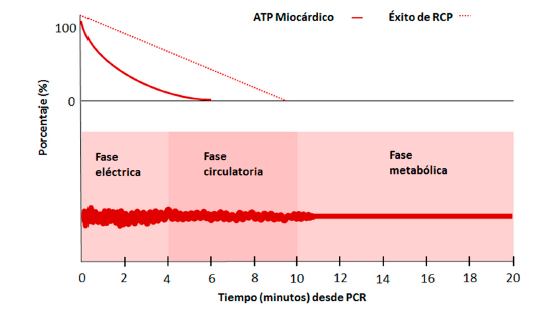 Modelo de tres fases de resucitación. Relación entre el tiempo trascurrido, el nivel de ATP miocárdico, el nivel de actividad miocárdica y el éxito de la reanimación cardiopulmonar.
