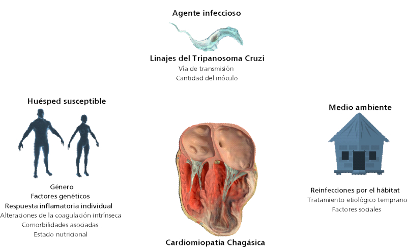 Tr&iacute;ada ecol&oacute;gica de la enfermedad de Chagas, donde la interacci&oacute;n hu&eacute;sped, agente y medio ambiente crea m&uacute;ltiples posibilidades para desarrollos diferenciales de la enfermedad.