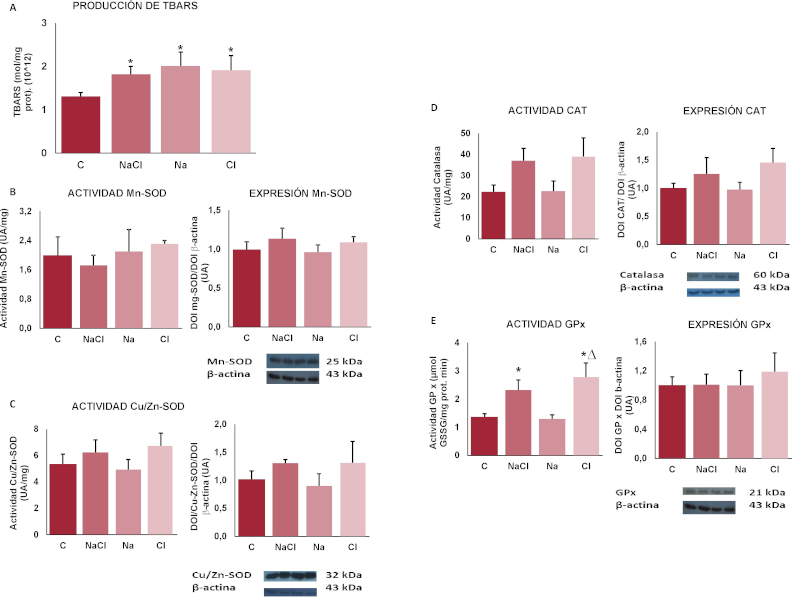 Par&aacute;metros de estr&eacute;s oxidativo en corteza renal