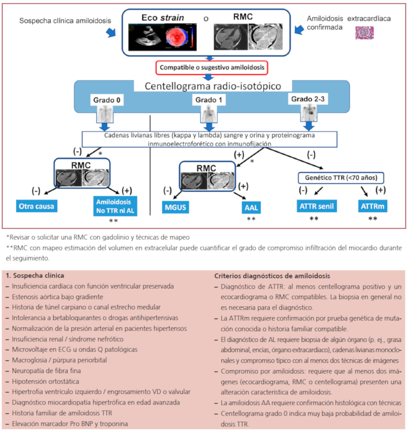 Algoritmo diagn&oacute;stico de im&aacute;genes en la amiloidosis. AL: Amiloidosis por cadenas livianas; Eco strain: Ecocardiograma con strain; MGUS: Gammapat&iacute;a monoclonal de significado incierto; RMC: Resonancia magn&eacute;tica card&iacute;aca, espesor parietal; TTR: Transtiretina; ATTR: Amiloidosis transtiretina; ATTRm: Amiloidosis transtiretina mutada