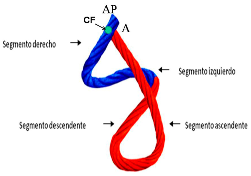 Miocardio continuo y helicoidal en el modelo de la cuerda. Se detallan los diferentes segmentos que la componen. En azul: lazada basal. En rojo: lazada apexiana. CF: fulcro cardíaco, donde se insertan las fibras al inicio y fin del miocardio continuo.