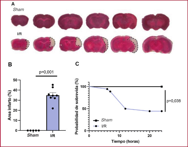 A. Se presentan secciones coronales del cerebro te&ntilde;idas con TTC correspondientes al grupo sham y al grupo con isquemia y reperfusi&oacute;n (I/R). Se evidencia el &aacute;rea de infarto (indicada por una l&iacute;nea punteada) en el territorio de la arteria cerebral media, afectando tanto la corteza como el caudo-putamen. B. Cuantificaci&oacute;n del &aacute;rea de infarto. Sham n=5; I/R n=8. C. Representaci&oacute;n de la curva de Kaplan-Meier para la sobrevida. Se observa que la tasa de supervivencia a las 24 horas fue en promedio del 43% para el conjunto de los ratones I/R. I/R: isquemia/reperfusi&oacute;n.