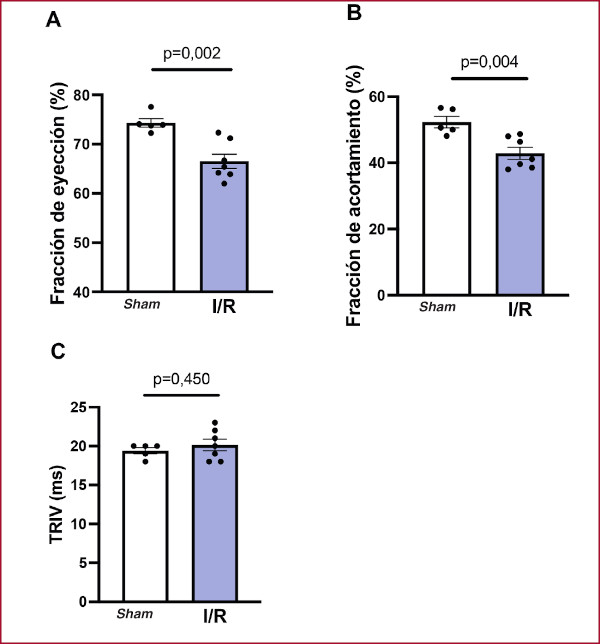 Variables ecocardiogr&aacute;ficas calculadas a las 24 horas de reperfusi&oacute;n cerebral. Los animales sometidos a isquemia/reperfusi&oacute;n (I/R) experimentaron una disminuci&oacute;n estad&iacute;sticamente significativa en la fracci&oacute;n de eyecci&oacute;n (A) y la fracci&oacute;n de acortamiento (B), sin alteraciones en el tiempo de relajaci&oacute;n isovolum&eacute;trica (TRIV) (C). Sham n=5; I/R n=7.