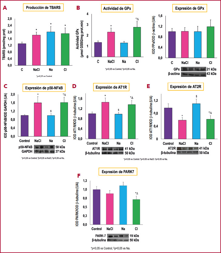 Marcadores de estr&eacute;s oxidativo e inflamaci&oacute;n en corteza renal. A) TBARS: Sustancias reactivas del &aacute;cido tiobarbit&uacute;rico. B) GPx: Glutati&oacute;n peroxidasa. C) p50-NFkB: Factor nuclear kappa B. GAPDH: Gliceraldeh&iacute;do 3-fosfato deshidrogenasa. D) AT1R: Receptor de angiotensina II tipo 1. E) AT2R: Receptor de angiotensina II tipo 2 (). F) PARK7: Prote&iacute;na de Parkinson 7. 