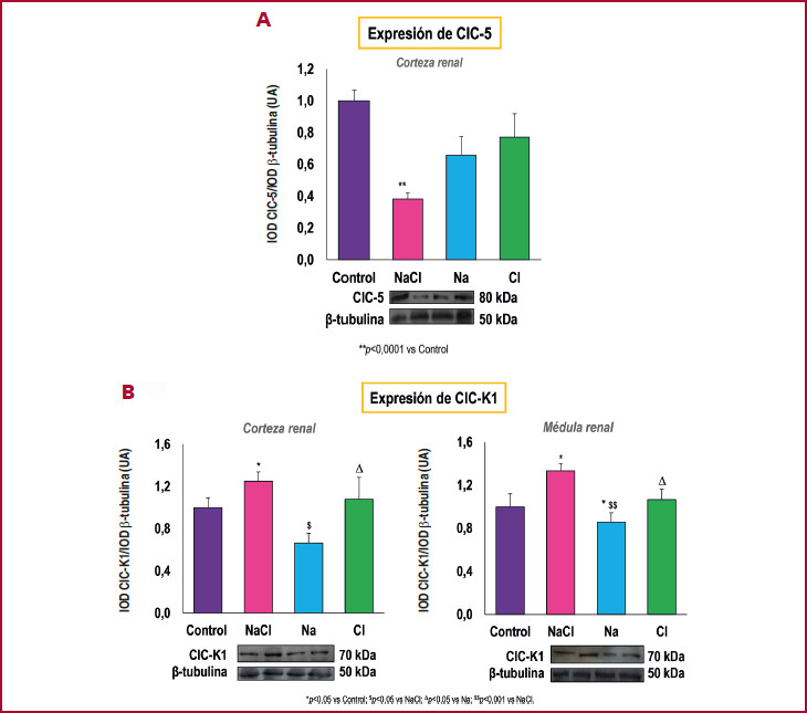Expresi&oacute;n renal de canales de cloruro ClC-5 y ClC-K1. 
