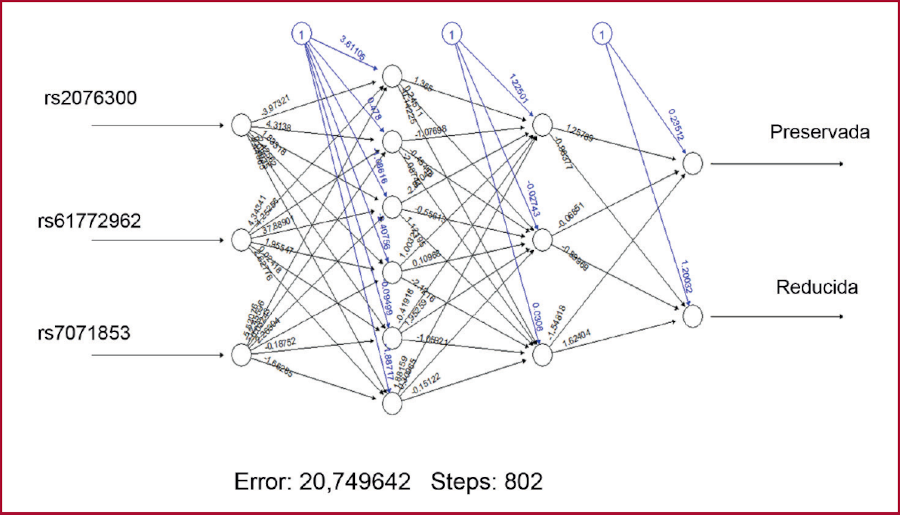 red neuronal para evaluar el poder predictivo de FEVI reducida de los tres SNP identificados 