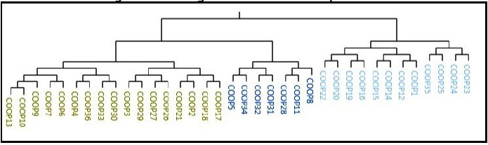 Dendograma dos clusters cooperativos