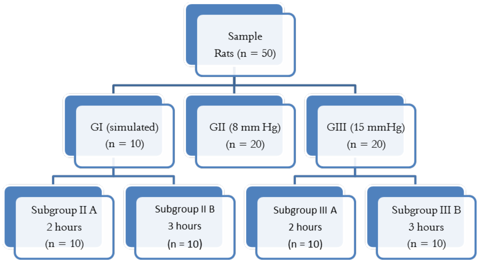 Figure 1.
Scheme of the animals’ distribution in the different groups studied.