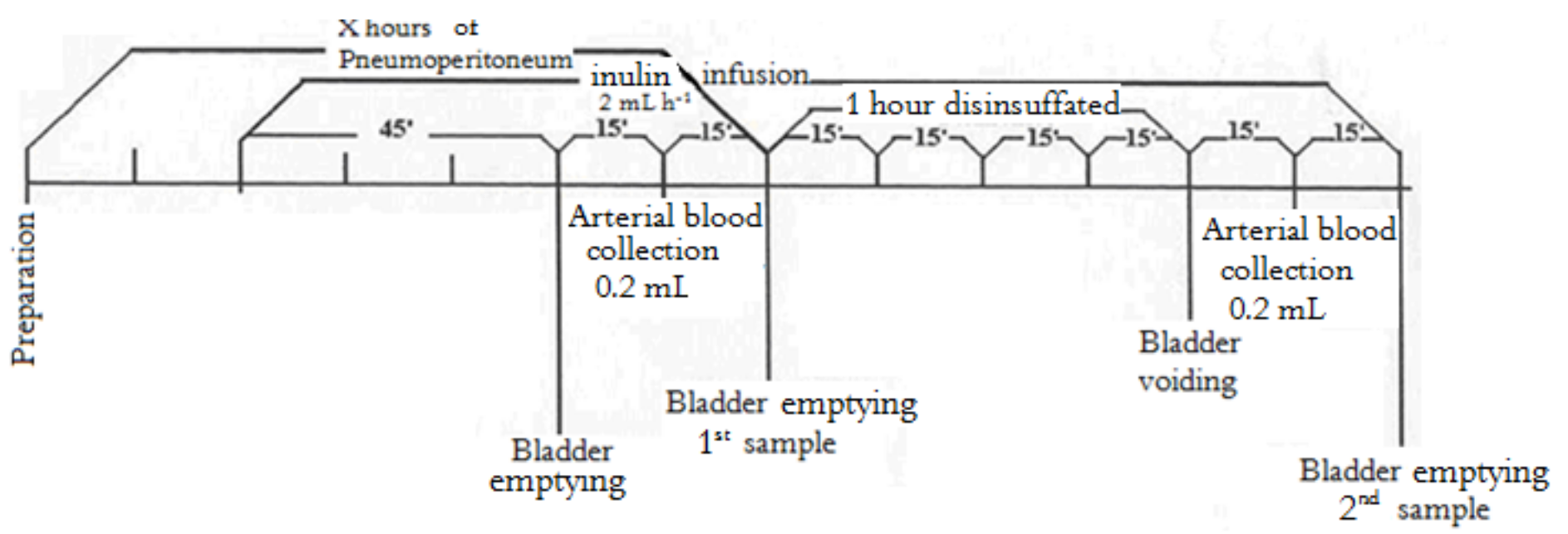 Figure 2.
Procedures for establishing the pneumoperitoneum and data collection in the different groups.