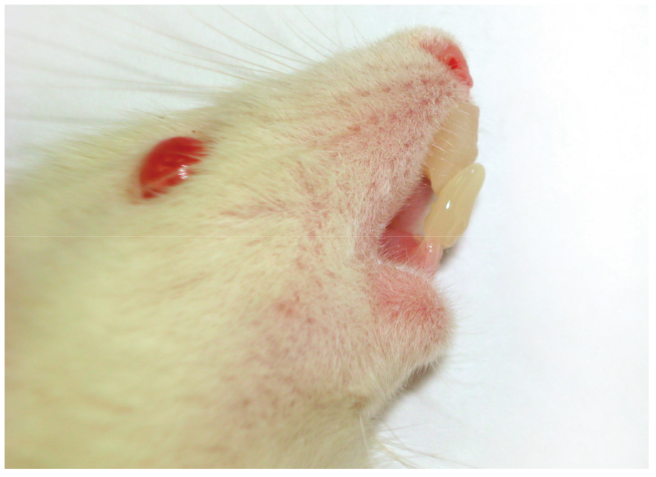 Figure 1. Wistar rat showing device
assembly, causing mandibular protusion.