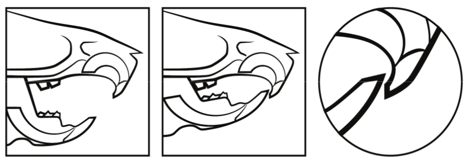 Figure 2. Schematic sequence showing device
assemblyonto the upper and lower incisors of the rat, causing mandibular
protrusion